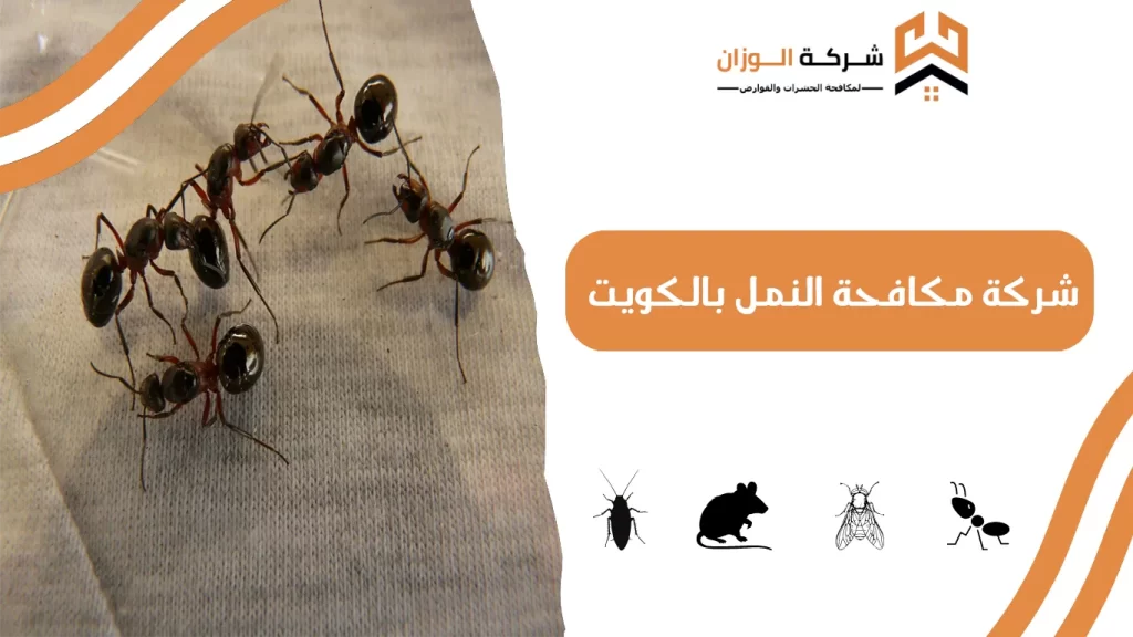 شركة مكافحة النمل بالكويت